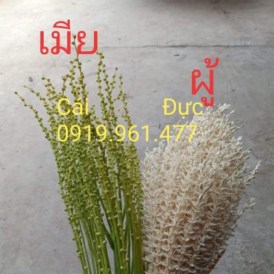 Chà là mô Barhee Vàng